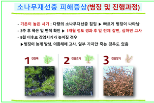 소나무재선충병 예방 나무주사...약효 평가 ‘2~3년 주기’로 변경해야