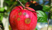 ‘사과’ 수확량 갉아먹는 ‘병해충’ 장마 후 방제